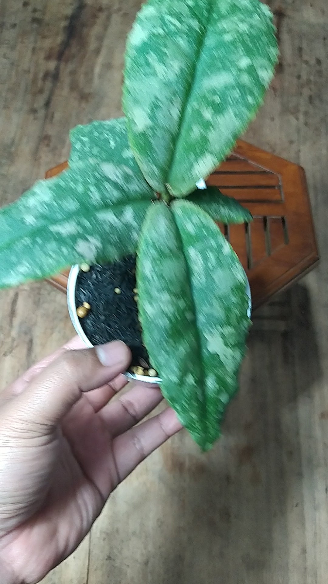 Hoya Undulata High Splash