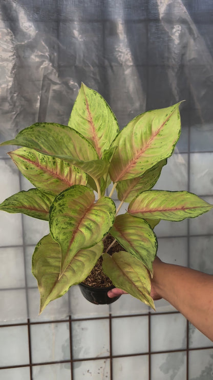 Aglaonema Unicron