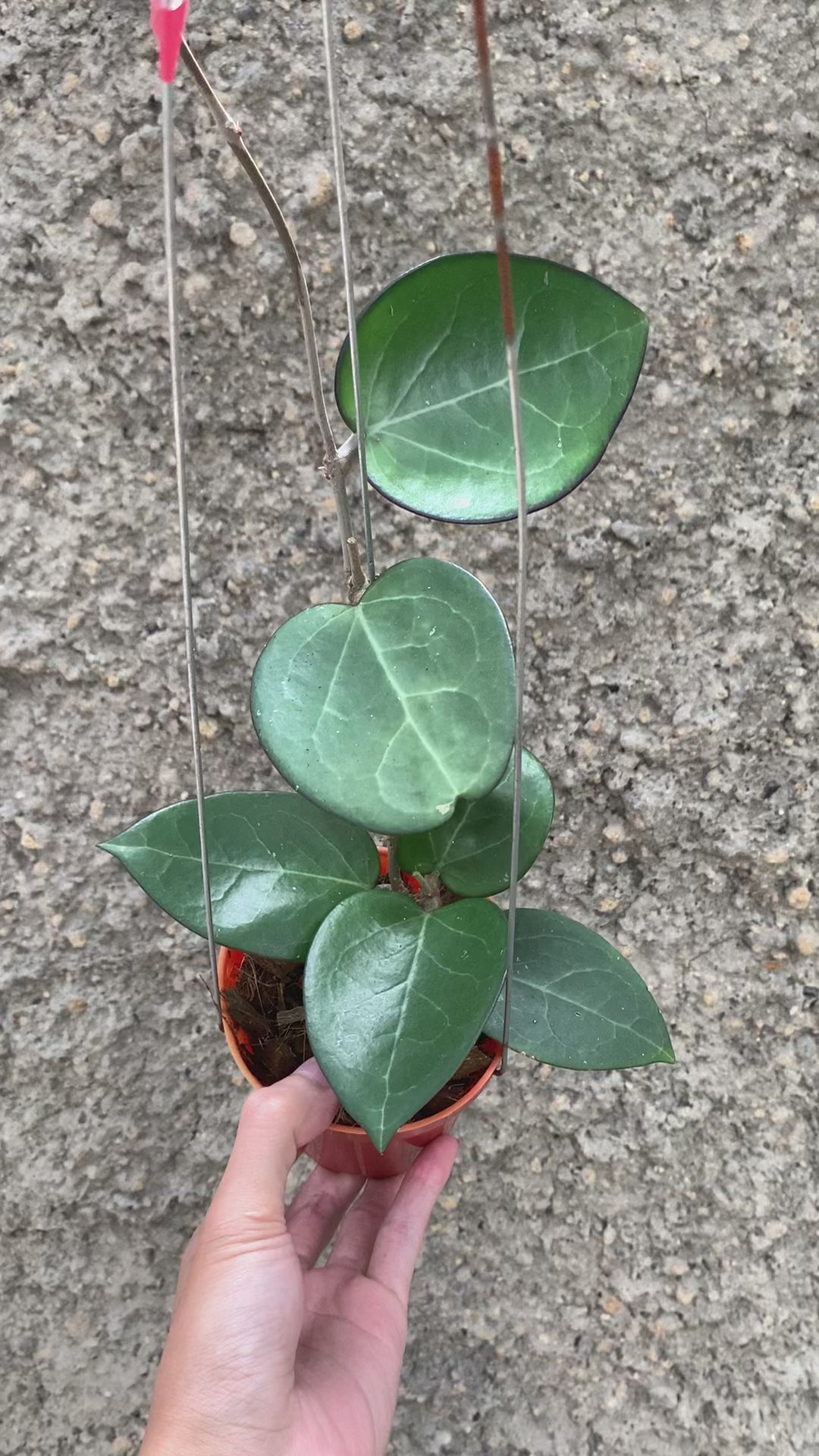 Hoya Vitelina HSL