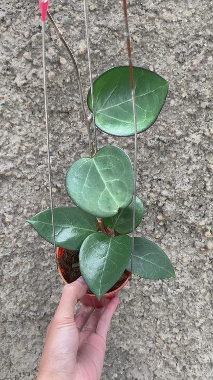 Hoya Vitelina HSL