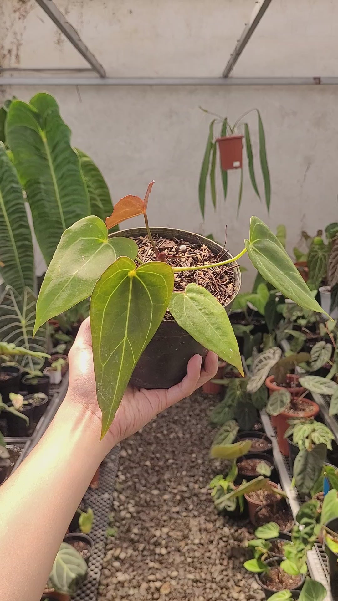 Anthurium Red spider Seedling