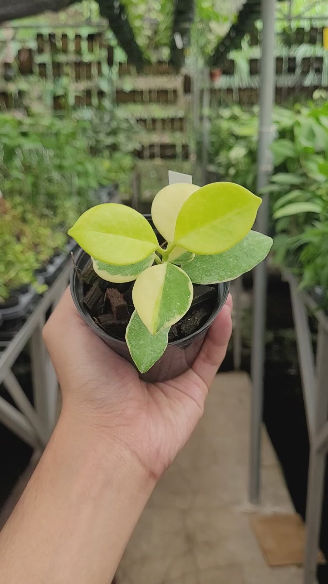 Hoya Australis Albomarginata VN-566