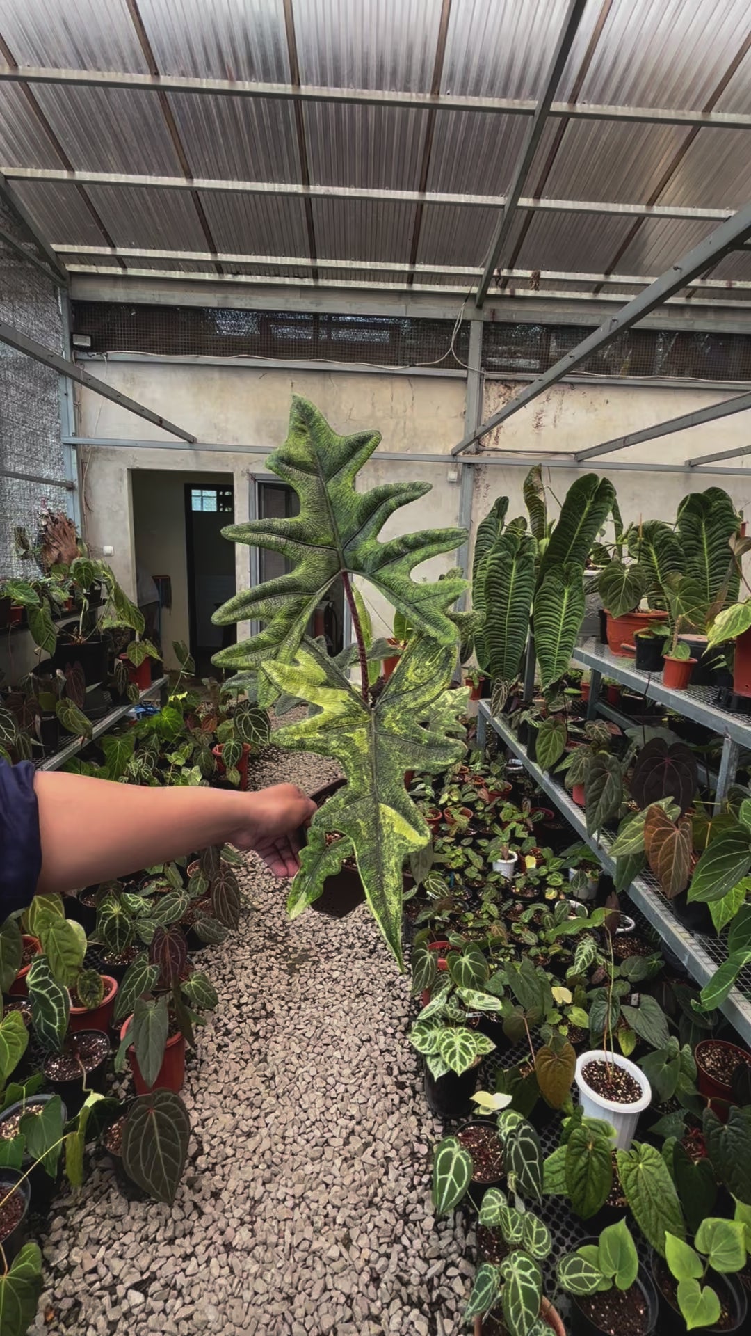 Alocasia jacklyn Variegated