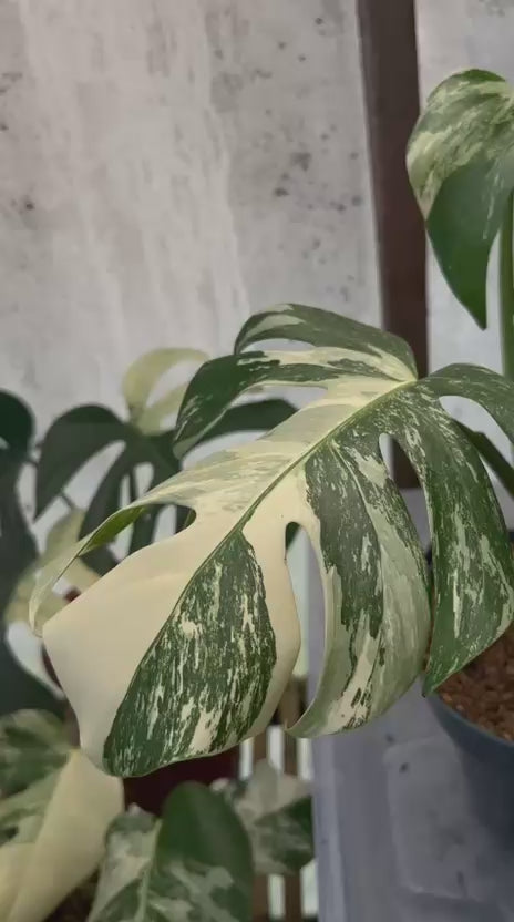 RP86-5 Monstera Albo Variegated