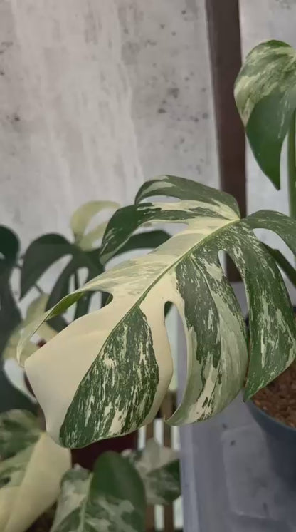 RP86-5 Monstera Albo Variegated