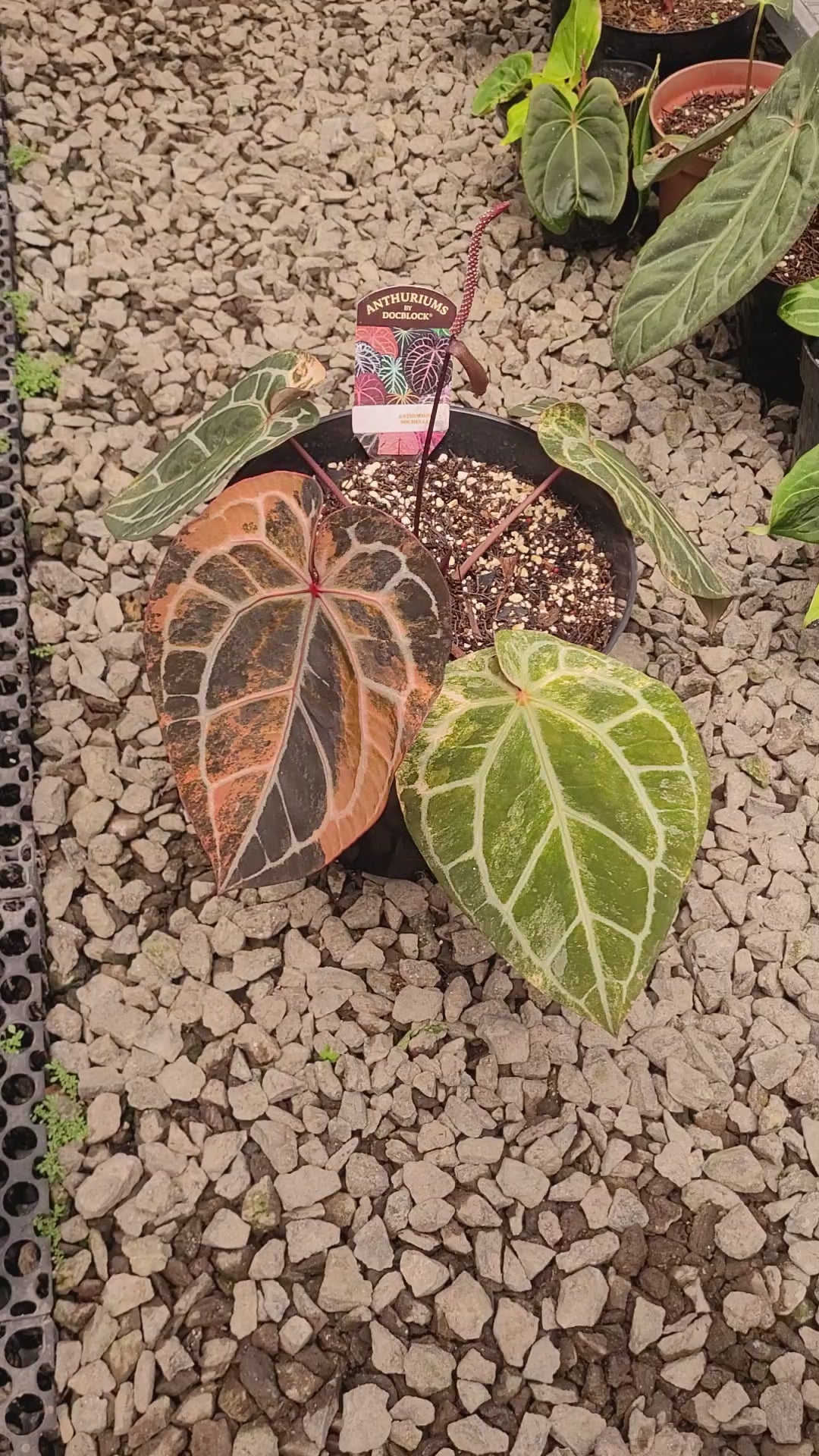 Anthurium Michelle Pink Variegated