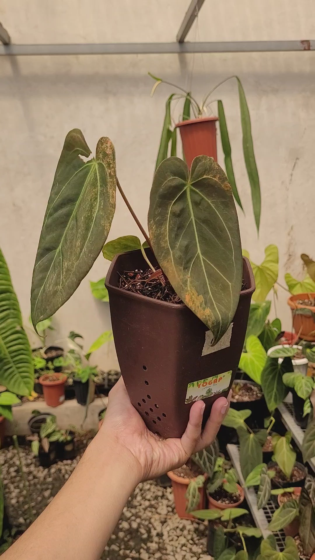 Anthurium Papilillaminum Variegated x (Papilillaminum x Red Crystallinum)