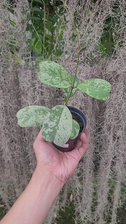 Hoya Deykeae Morning Dew