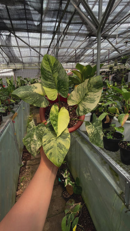 Homalomena Pendula Variegated