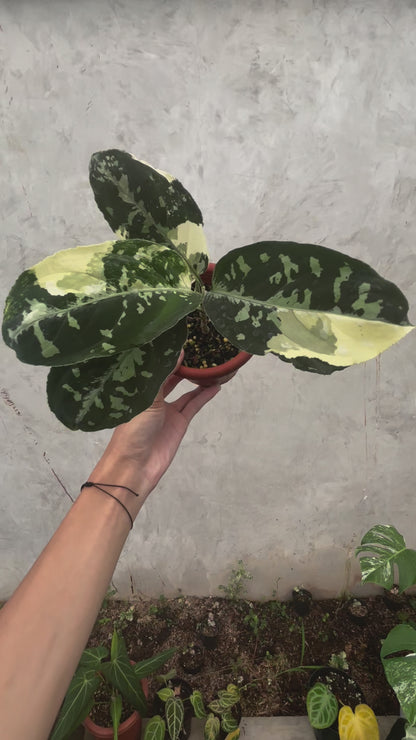 Aglaonema Pictum Bicolor Variegated