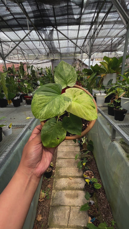 Homalomena Pendula Variegated