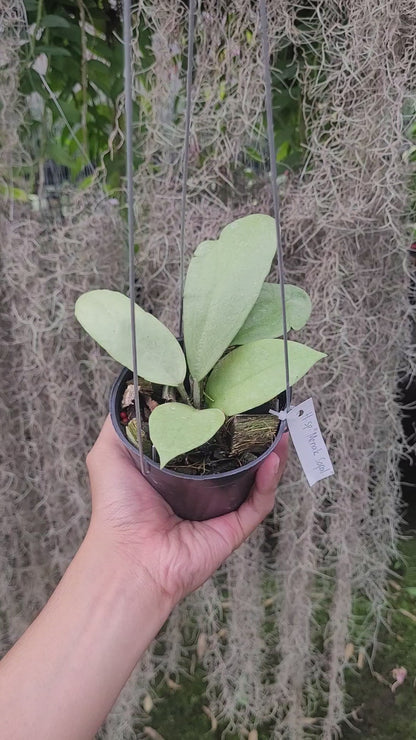Hoya SP Menak Sopal
