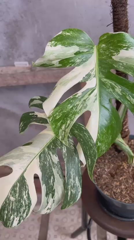 RP96-6 Monstera Albo Variegated