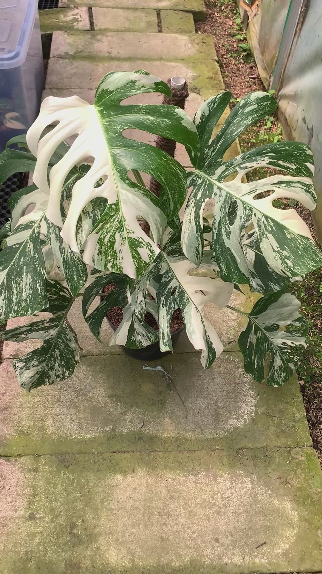 Monstera Albo White Tiger Variegated Lush