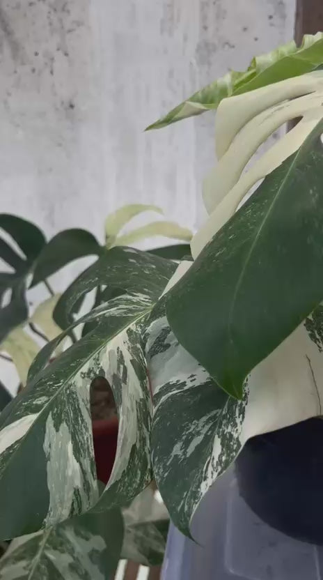 RP89-5 Monstera Albo White Tiger