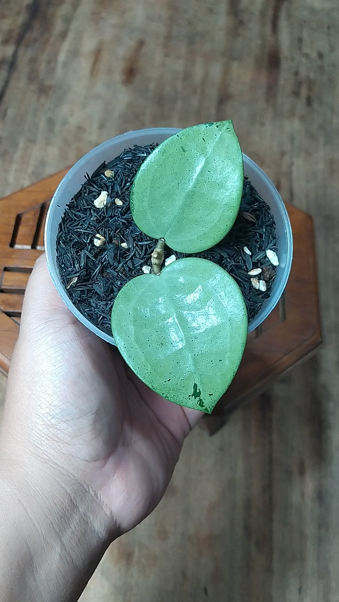 Hoya Paracitica Heart Silver