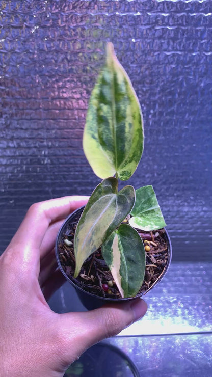 RP69-8 Anthurium Silver Butterfly x Michelle Variegated