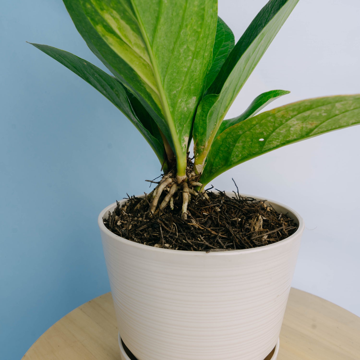anthurium jemanii variegata Anthurium jenmanii cobra variegated Big size – Greenspaces.id