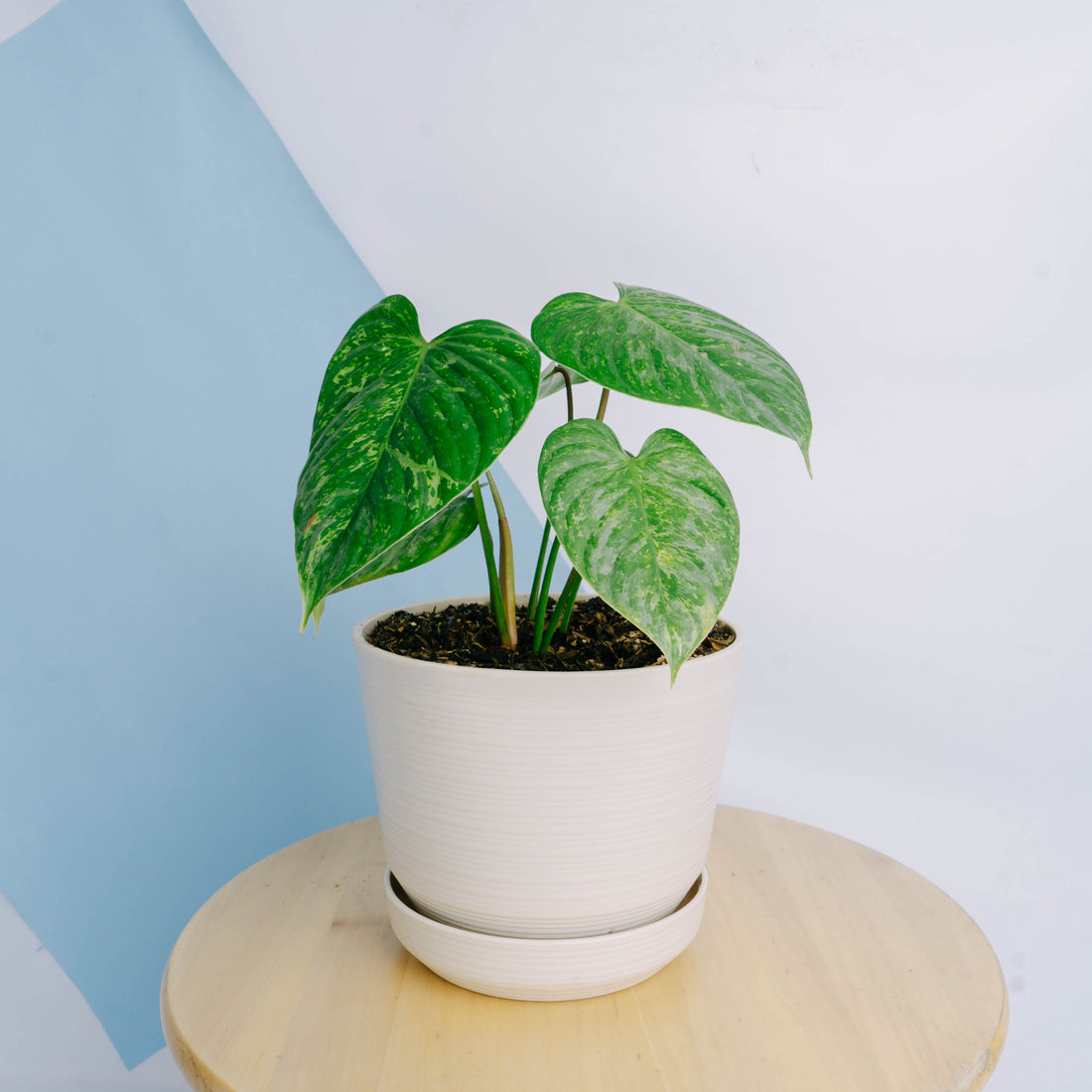 Philodendron sodiroi variegated Big size