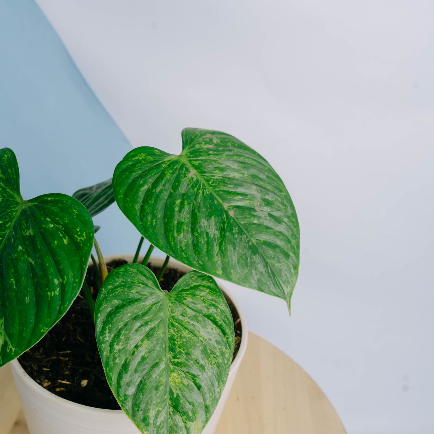 philodendron variegated sodiroi Philodendron sodiroi variegated Big size – Greenspaces.id