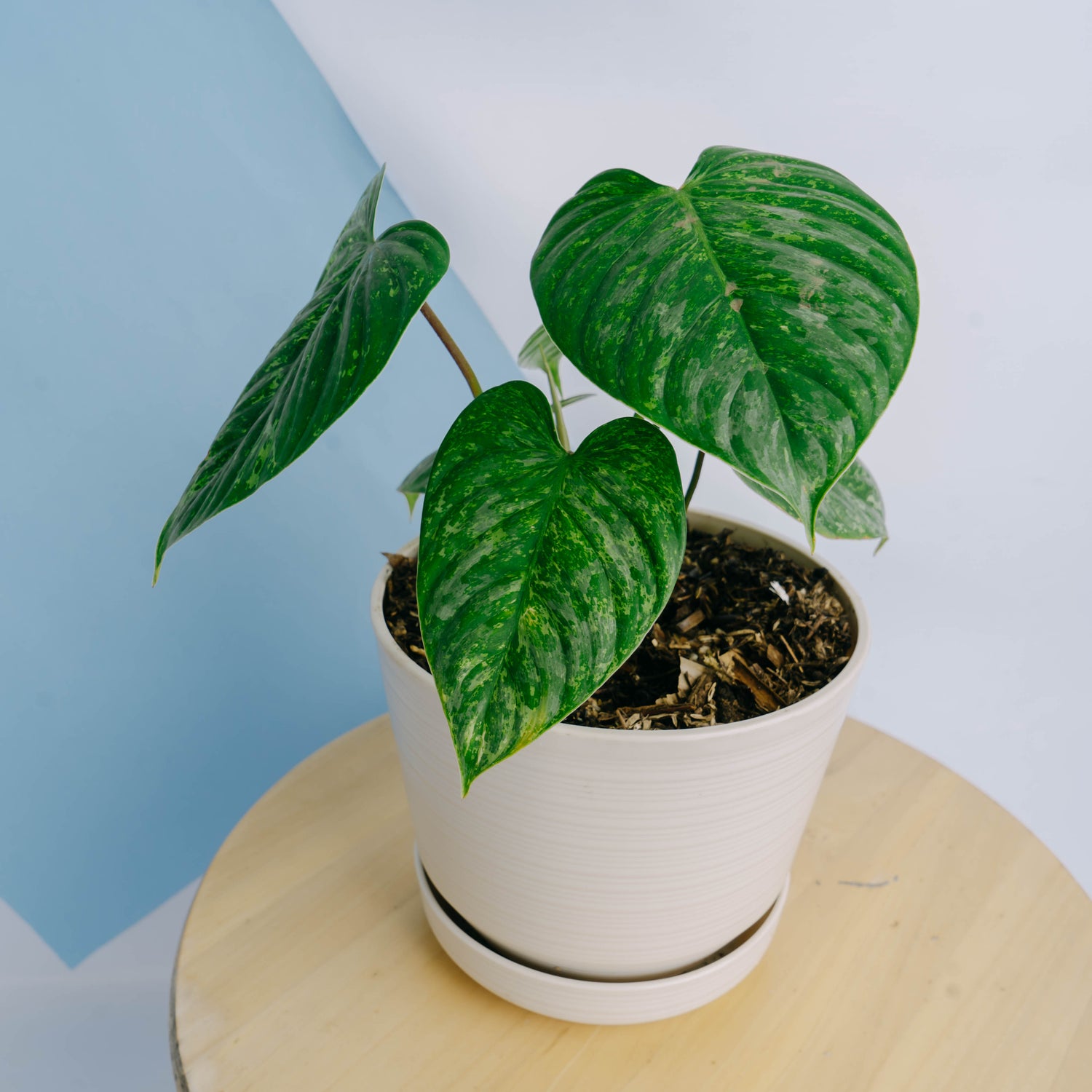 Philodendron sodiroi variegated Big size