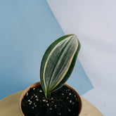 Sansevieria masoniana variegated &