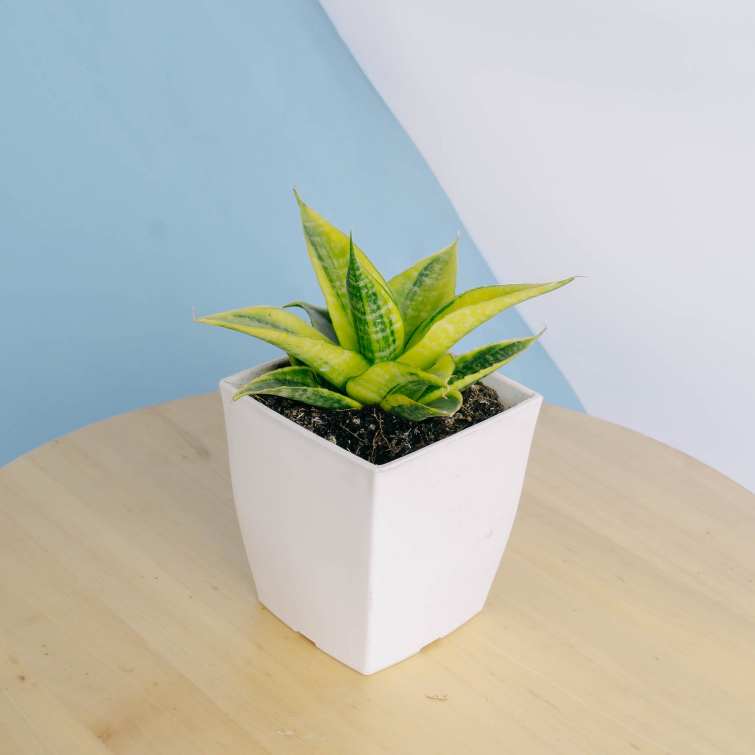 sansevieria cordova Sansevieria cordova variegated