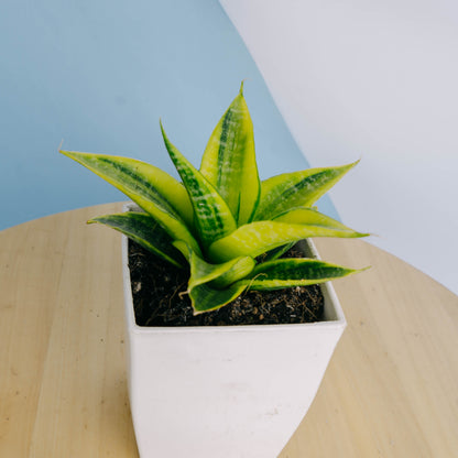 Sansevieria Cordova Variegated