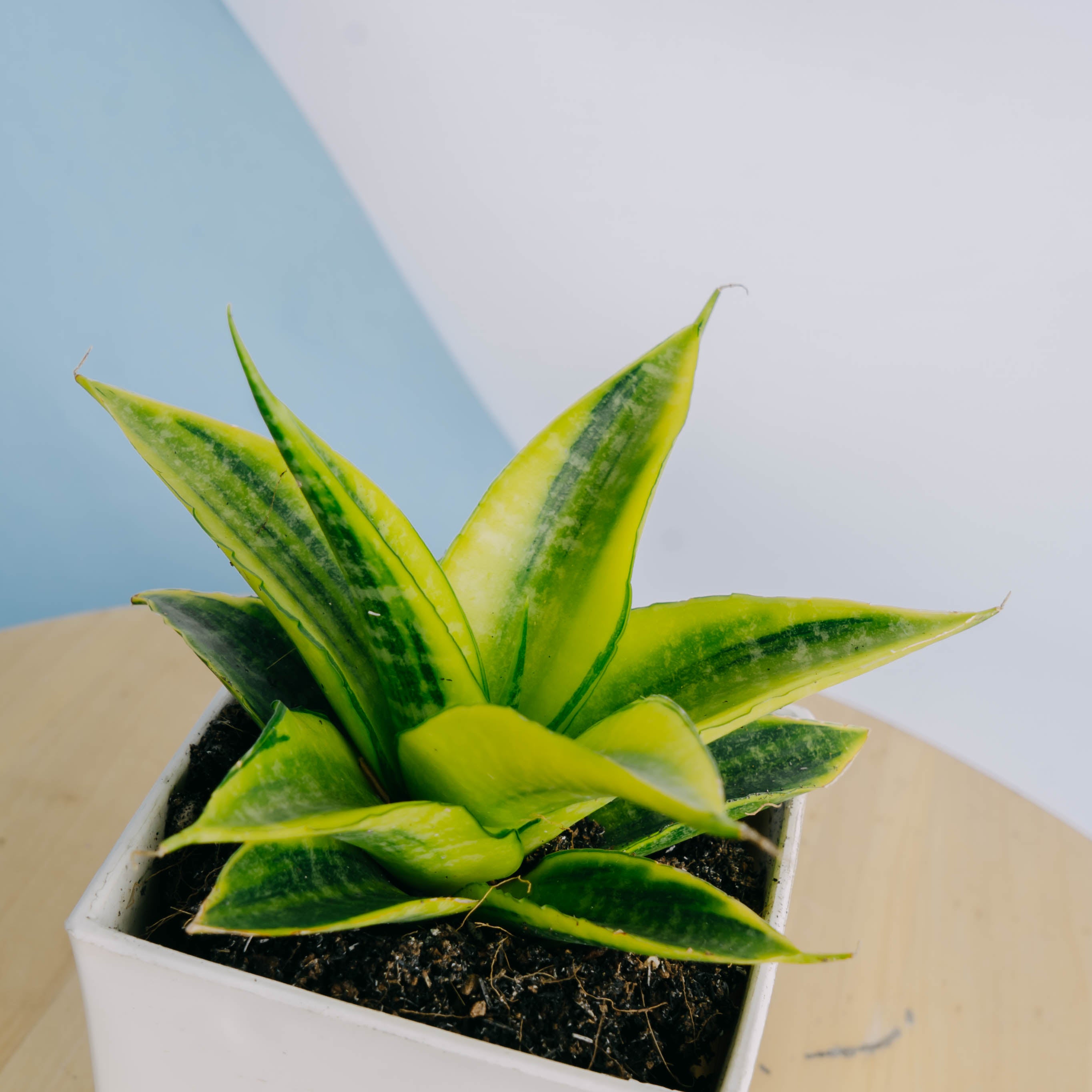 Sansevieria Cordova Variegated