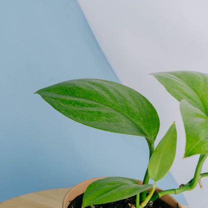 Scindapsus mint variegated Sp Borneo