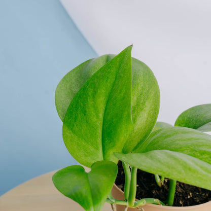 Scindapsus mint variegated Sp Borneo