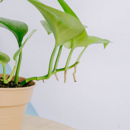Scindapsus mint variegated Sp Borneo
