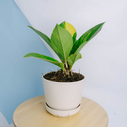 Anthurium jenmanii cobra variegated Big size