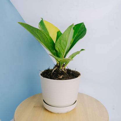 Anthurium jenmanii cobra variegated Big size