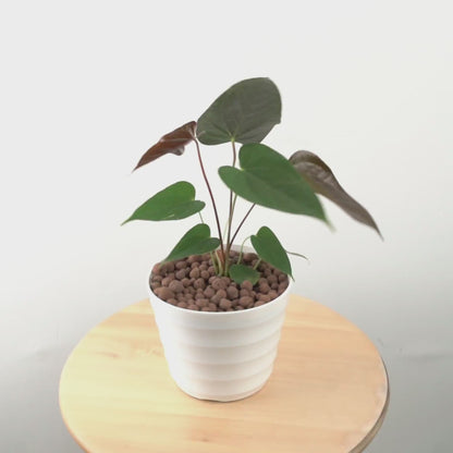 Anthurium Chamberlaini - Greenspaces.id