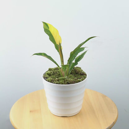 Philodendron Ring of Fire - Greenspaces.id