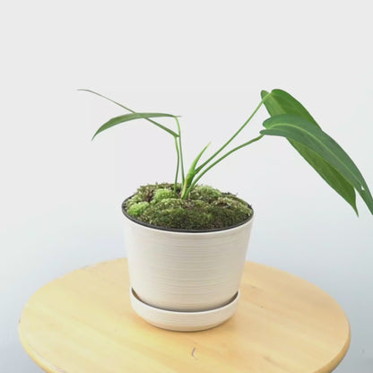 Anthurium Warocqueanum Medium - Greenspaces.id