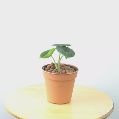 Alocasia rhino skin_Video