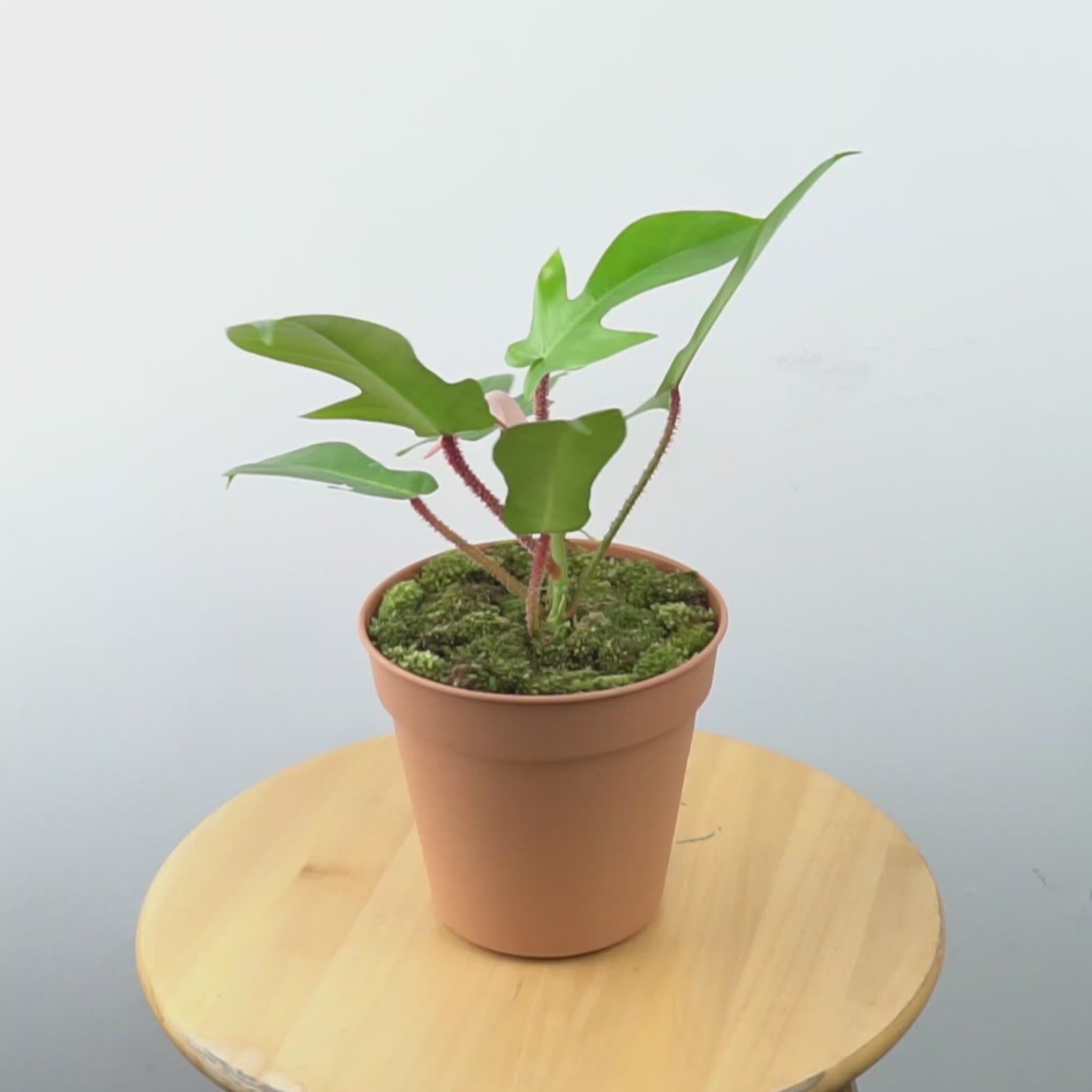 Philodendron Squamiferum - Greenspaces.id