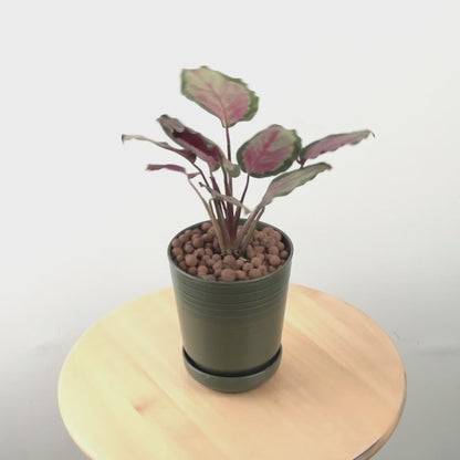 calathea roxy pink - Greenspaces.id