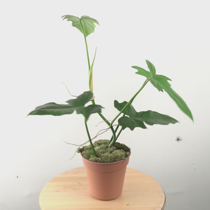 Philodendron Golden Dragon (Lime Fiddle)