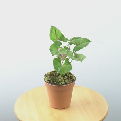 Syngonium Allusion Mango  - Greenspaces.id