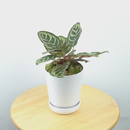 Calathea makoyana - Greenspaces.id