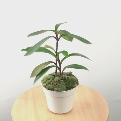 Teplan  - Greenspaces.id