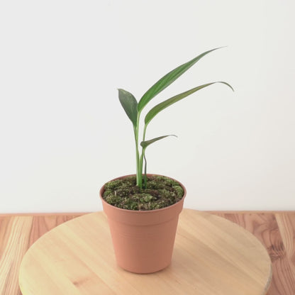 Epipremnum Amplissimum Variegated - Greenspaces.id