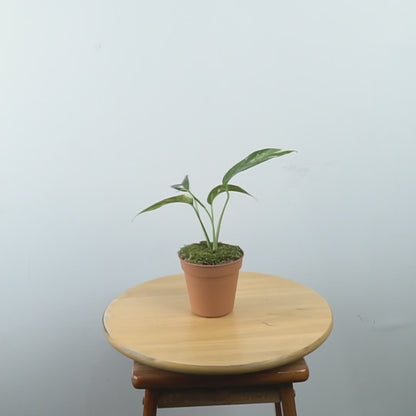 Epipremnum Pinnatum Variegated - Greenspaces.id