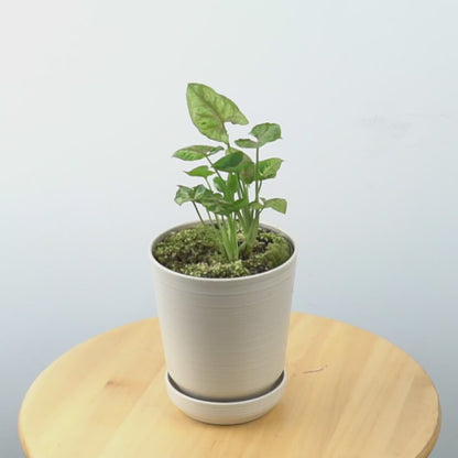 Syngonium Allusion Mini