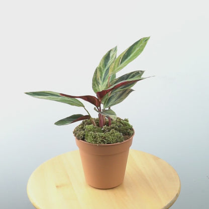 Calathea triostar variegated - Greenspaces.id