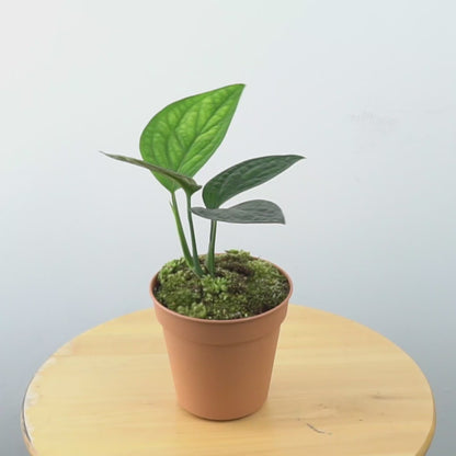 Monstera karstenianum - Greensapces.id