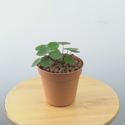 Pilea - Greenspaces.id